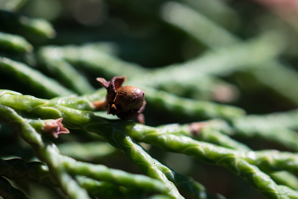 Stems with a small brown cone