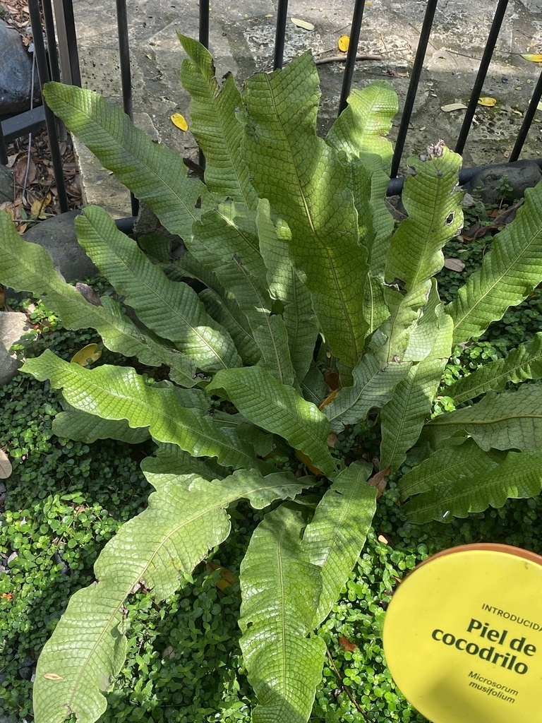 Fern with undivided leaves with warty texture.