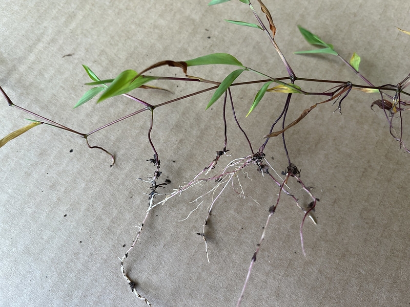 decumbent stem with stilt roots.