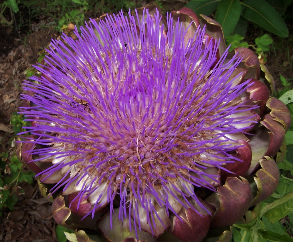 Mid June Bloom Stage 3 - Durham Co, NC