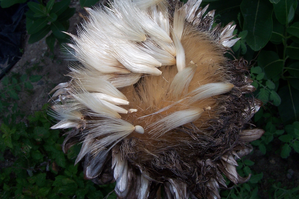 Mid Aug. - Seeds, Durham Co., NC