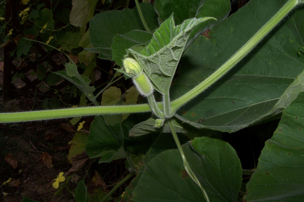 Mid Sept. -Female Flower Bud - Durham Co., NC