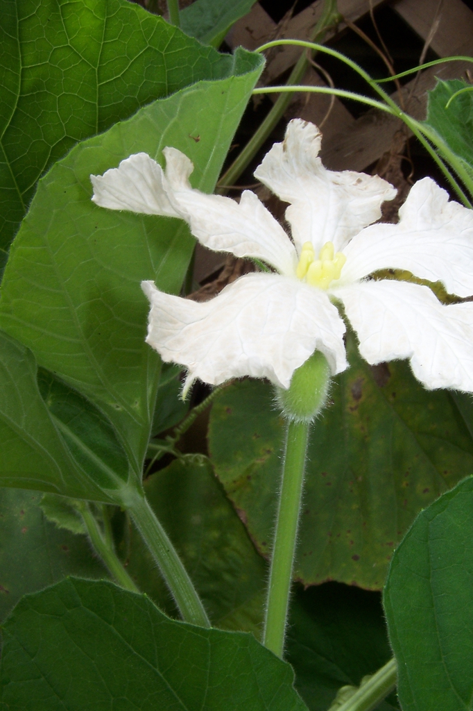 Mid Sept. _ Female Flower - Side View - Durham Co., NC