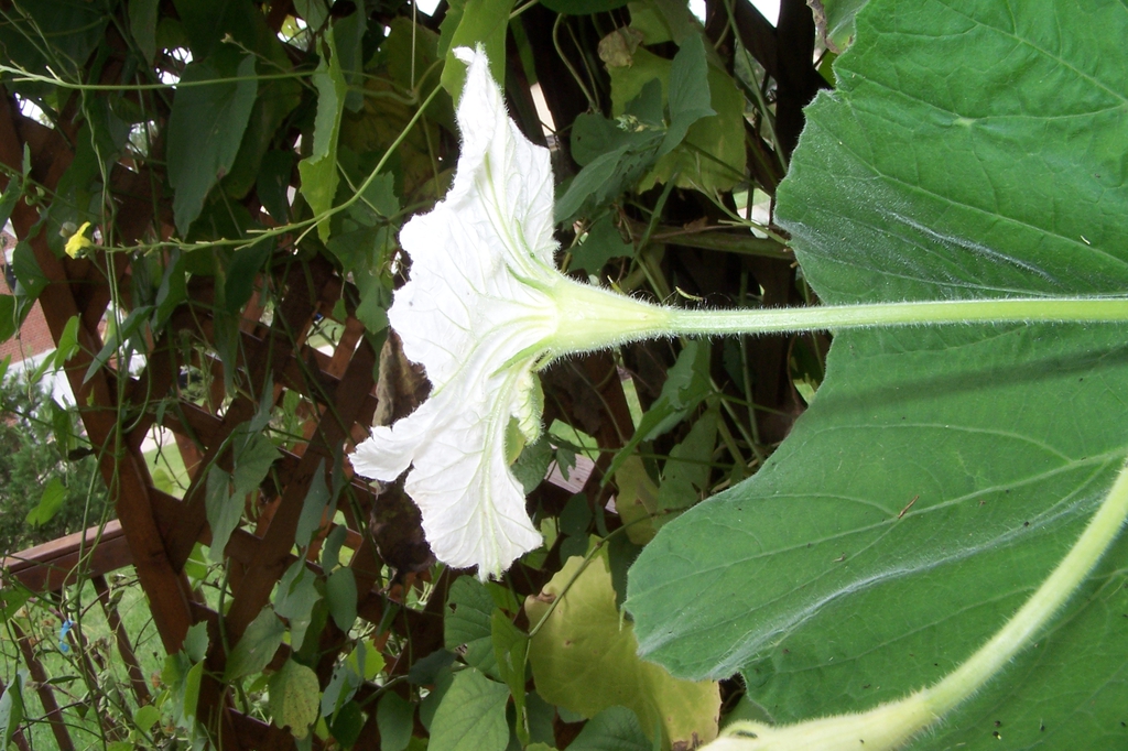 Mid Sept. _ Male Flower - Side View - Durham Co., NC