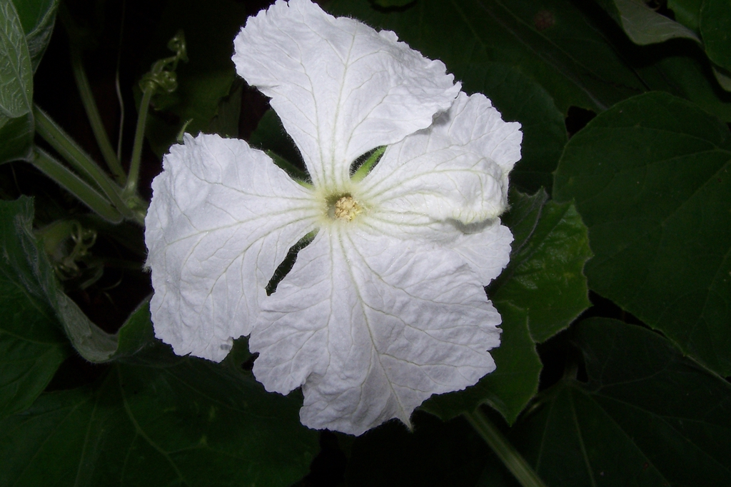 Mid Sept. _ Male Flower - Front View - Durham Co., NC