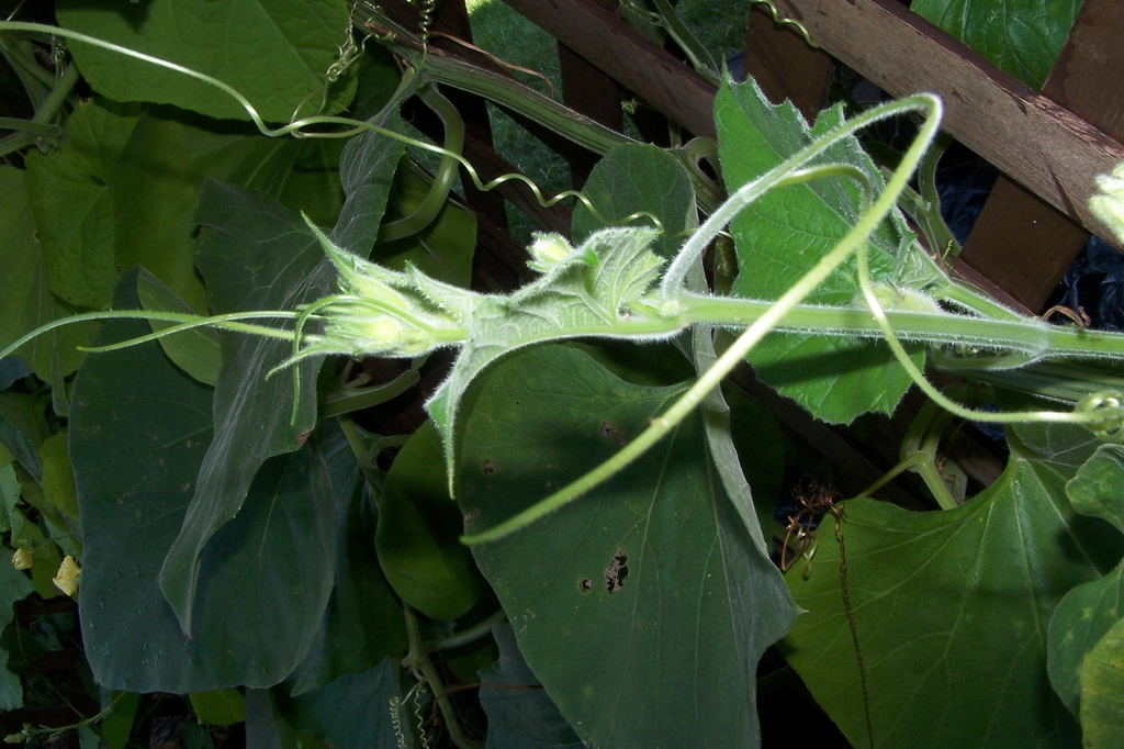 Mid Sept. - Stem, tendril &  shoot - Durham Co., NC