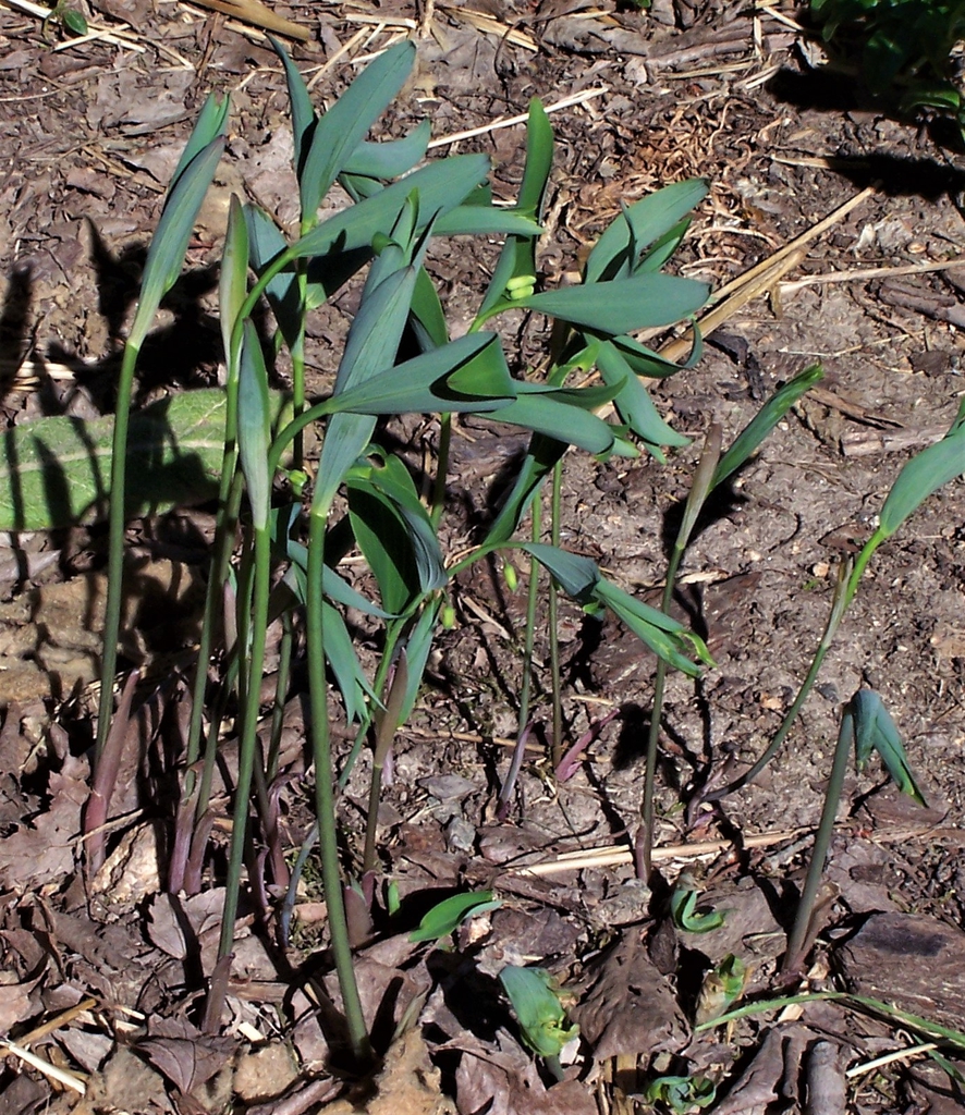 Mid Spring - Durham County, NC