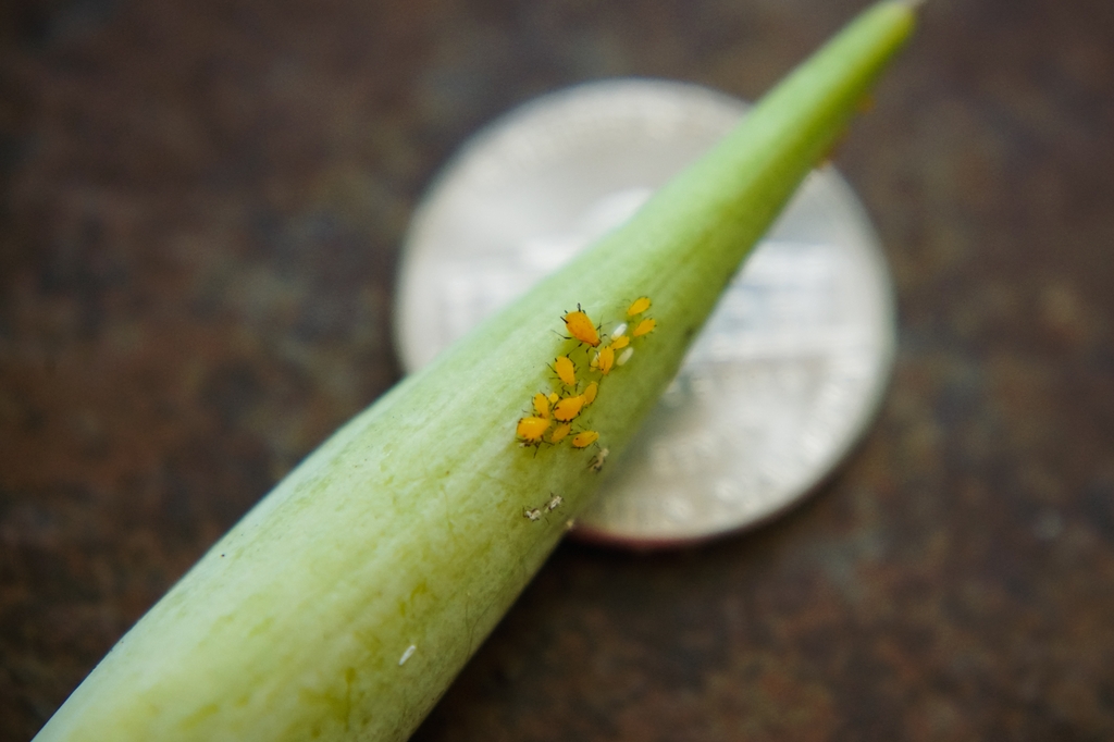 Close-up of Milkweed Leafeater Bug immatures looking like aphids