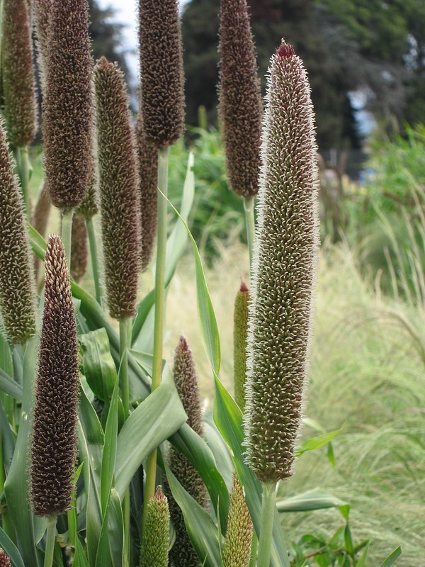 Dense, cattail-like spikes of grain