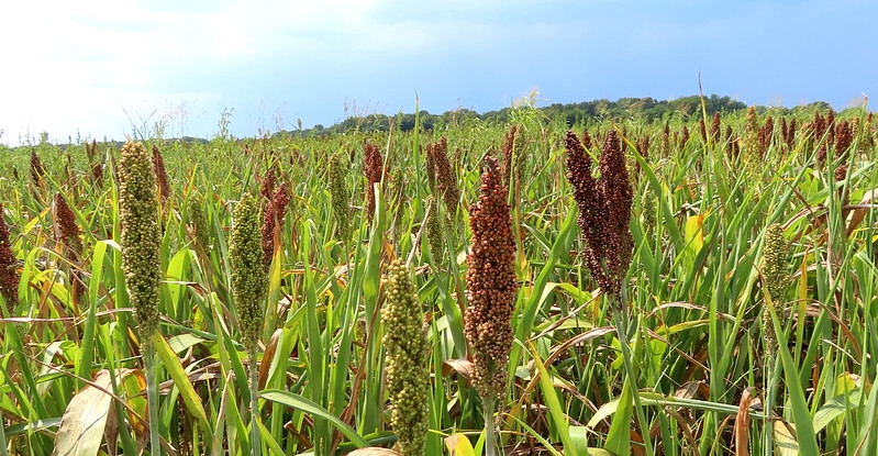 Field of grass with dense upright spike of grain