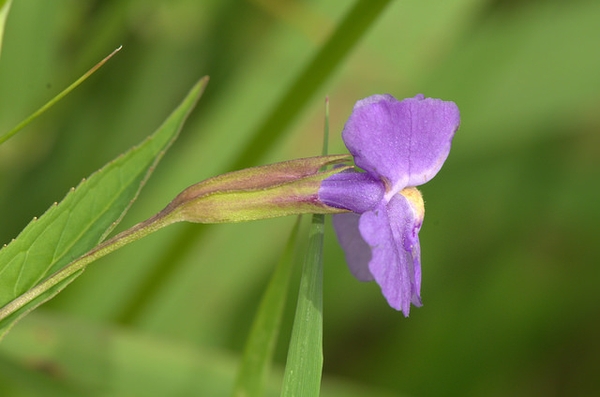 Mimulus ringens