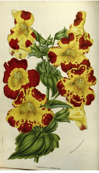 Mimulus x hybridus