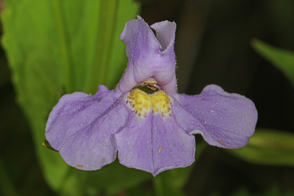 Mimulus ringens