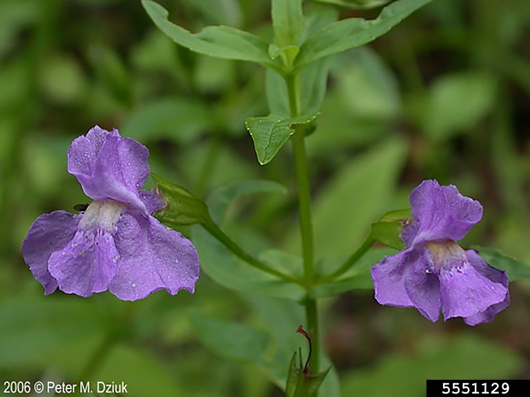 Mimulus ringens