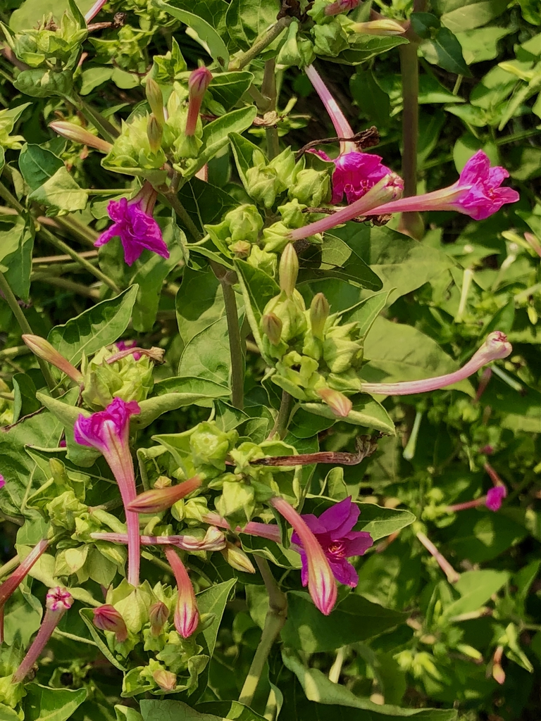 'Marvel of Peru' Leaves & Flowers - Sept. - Wake Co., NC