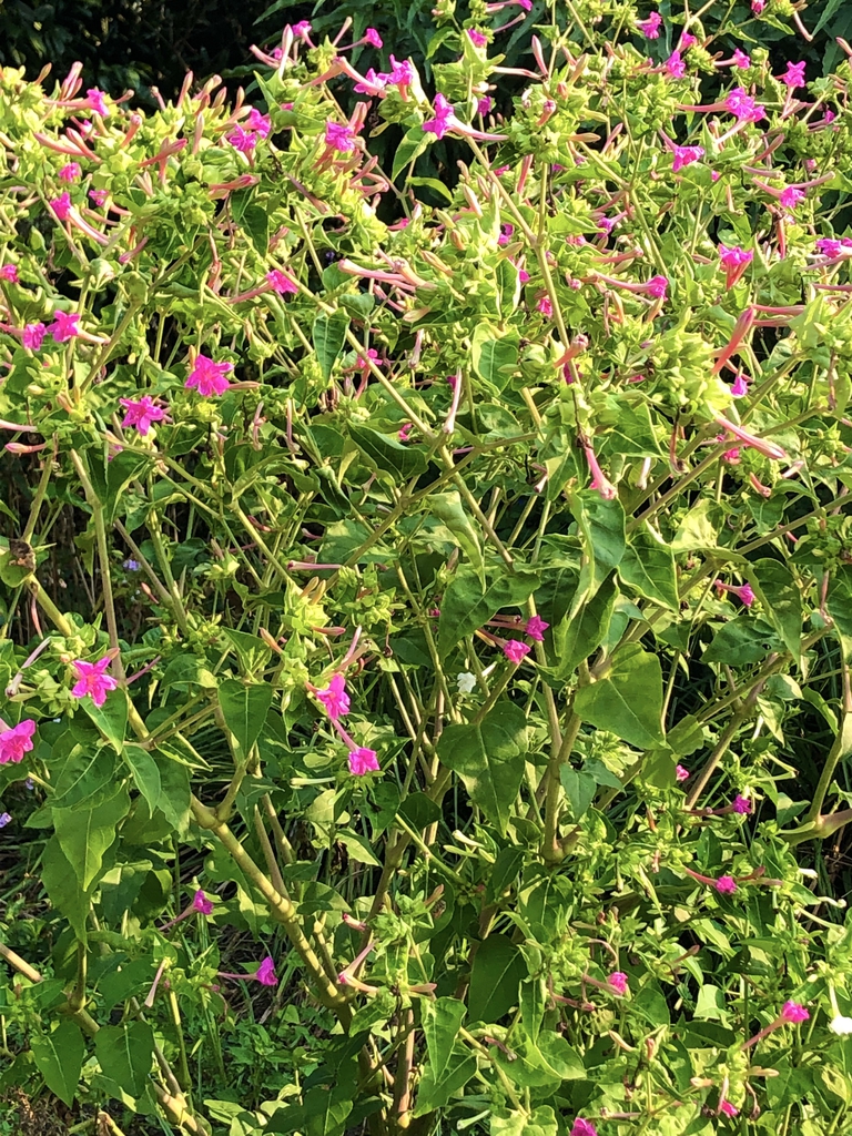 'Marvel of Peru' Form - Sept. - Wake Co., NC