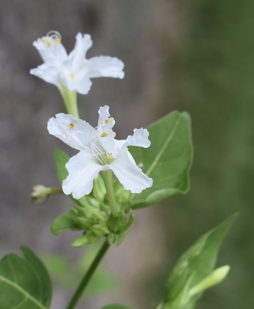 Mirabilis jalapa