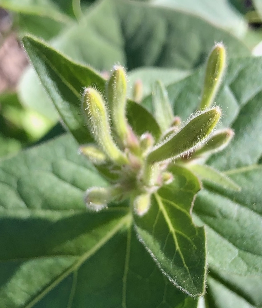Buds- November - Wake Co., NC