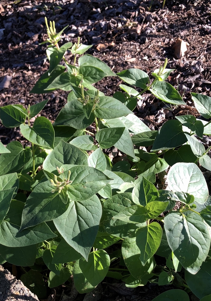 Leaves & Buds- November - Wake Co., NC