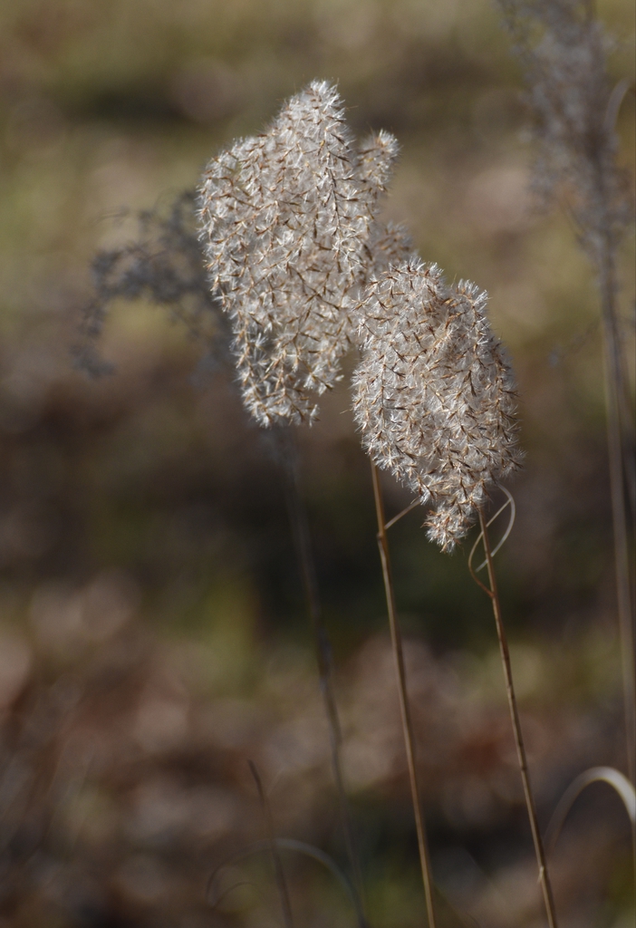 Seed heads in January