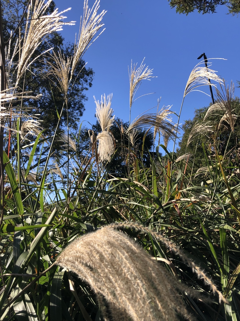 Flowers - Wake Co., NC