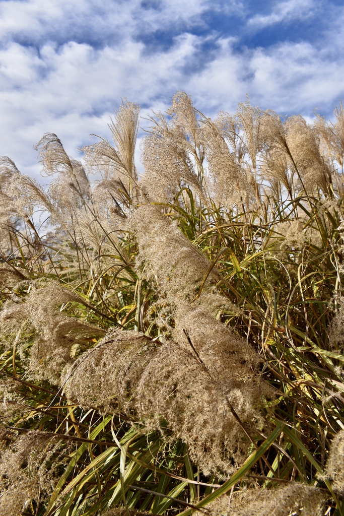 Flowers -November - Wake Co., NC
