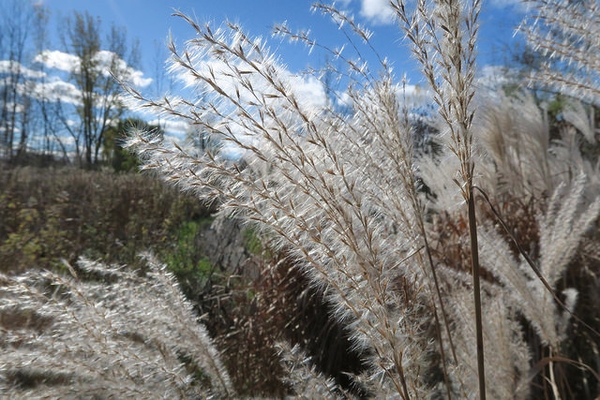 Miscanthus 'Purpurascens'