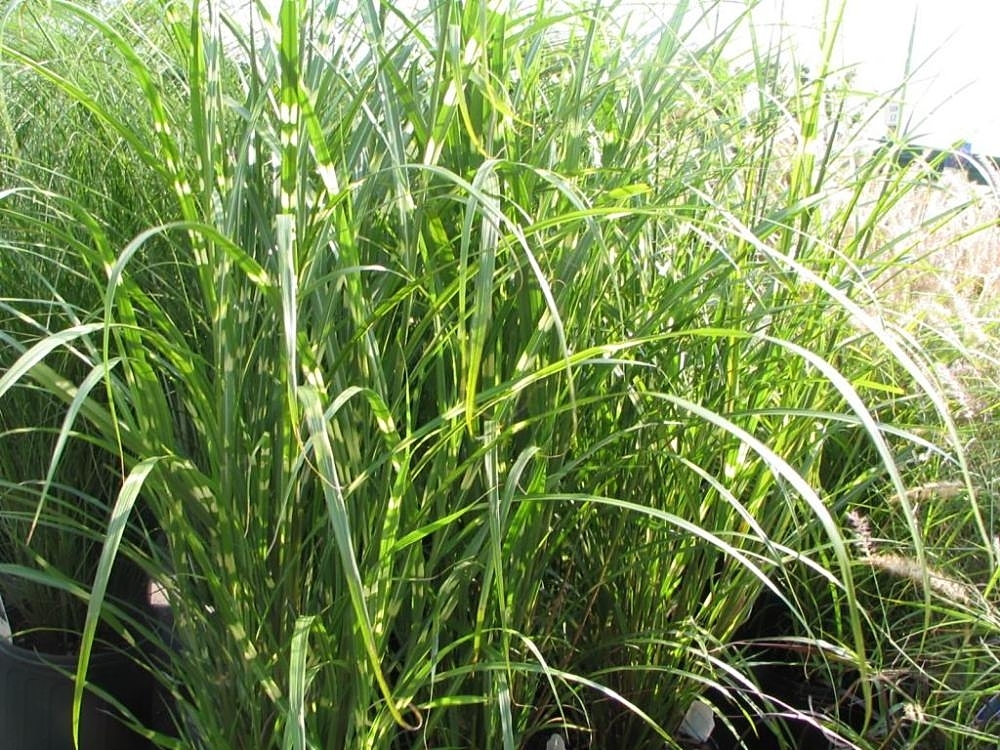M. 'Zebrinus' form with green leaves with yellow spots