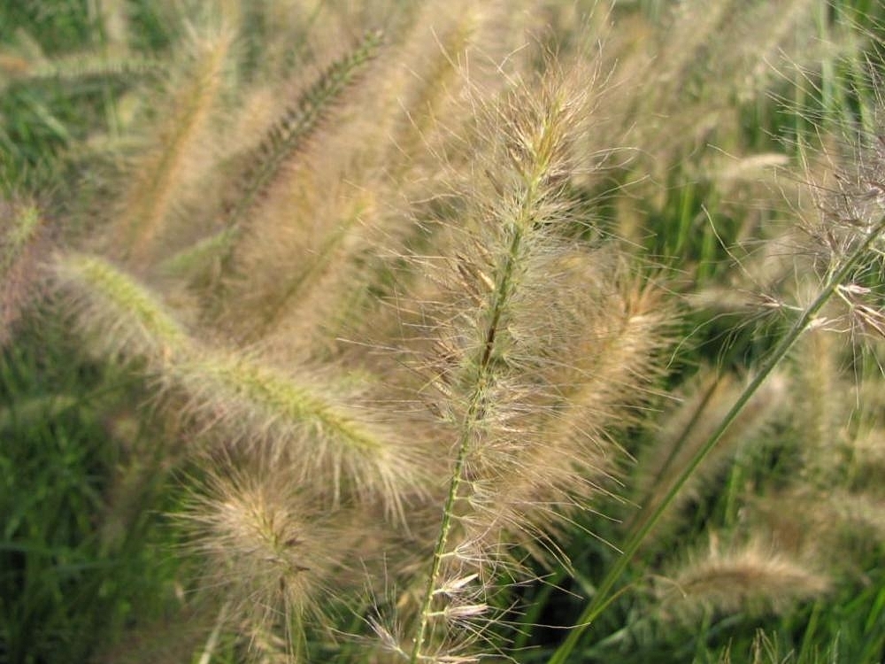 Seedheads