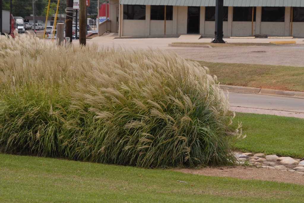 M. 'Gracillimus' form in bloom