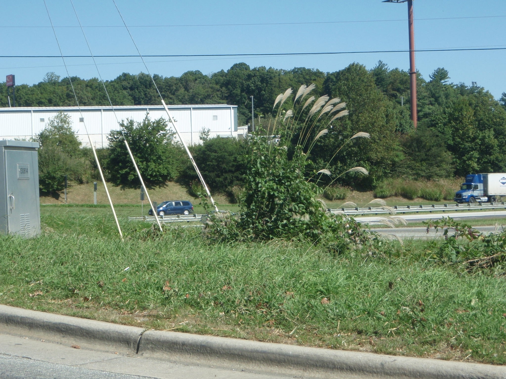 It can be weedy and sprout through wind dispersed seeds.