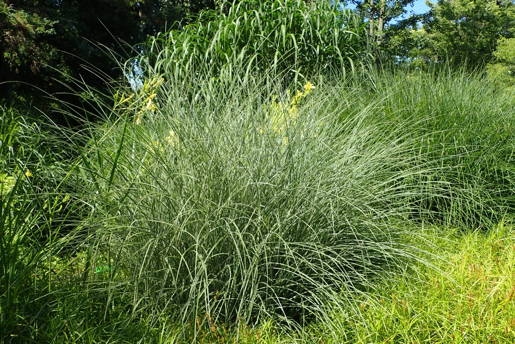 Form