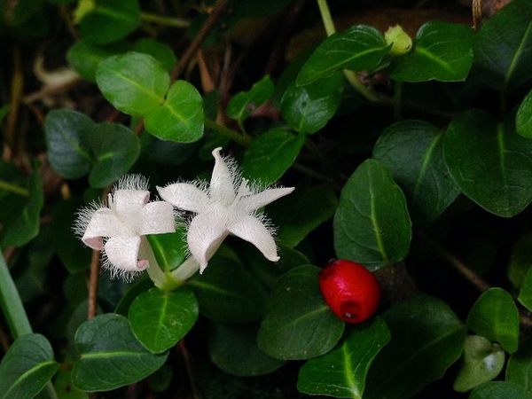 Mitchella repens