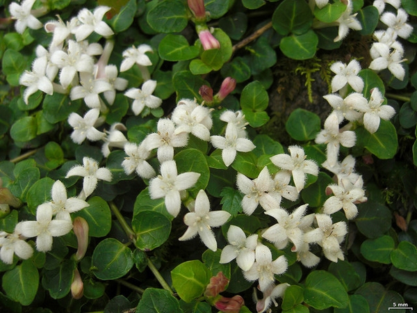 Mitchella repens