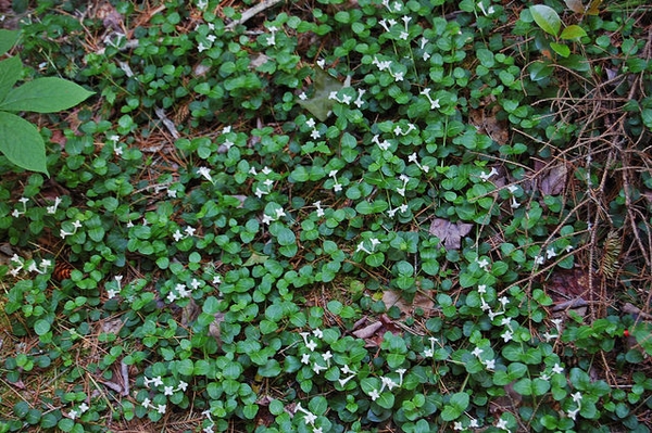 Mitchella repens