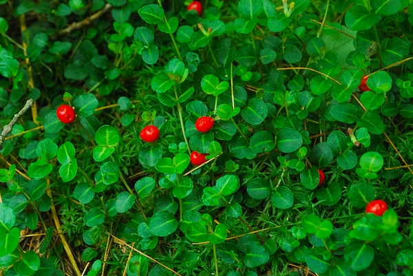 Mitchella repens