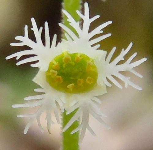 Flower - Closeup