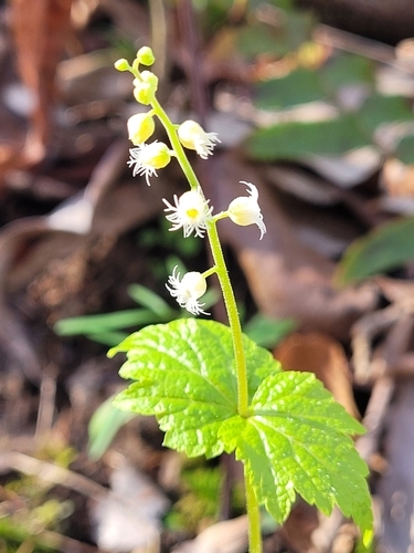 Leaf/Flower/Bud