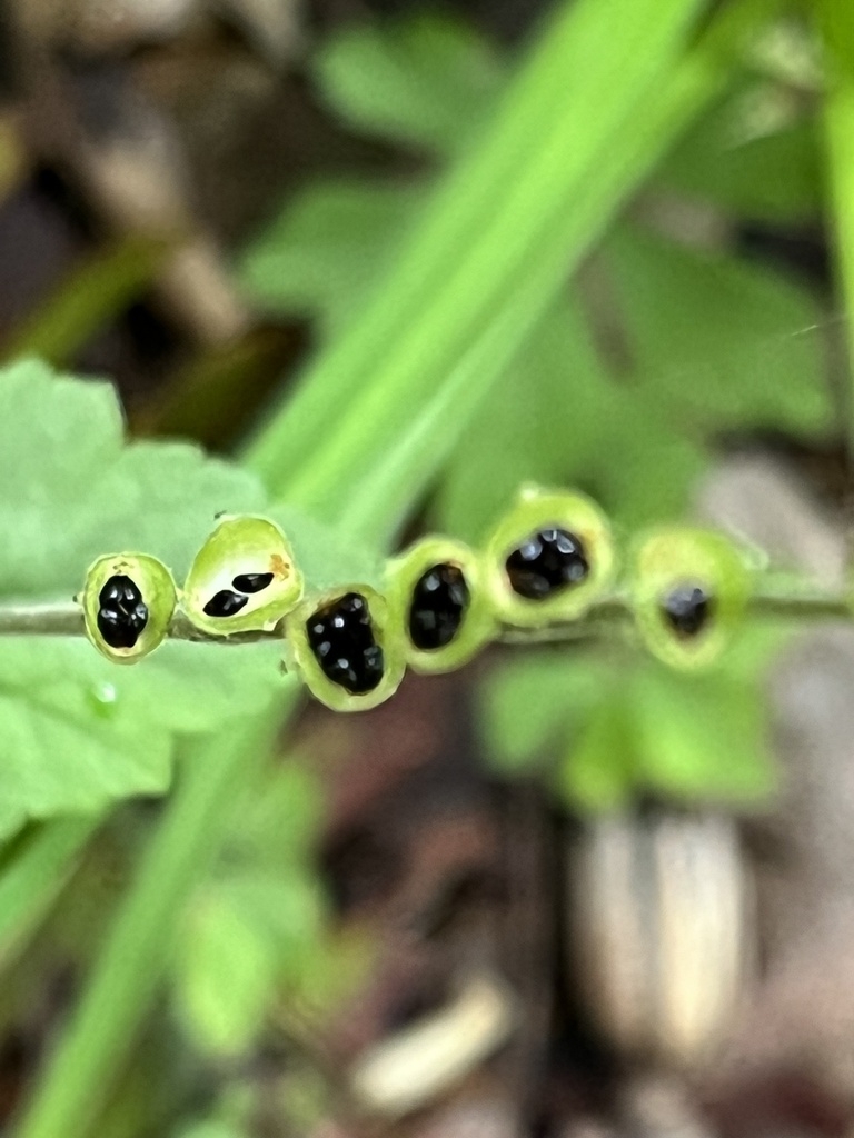 Fruit