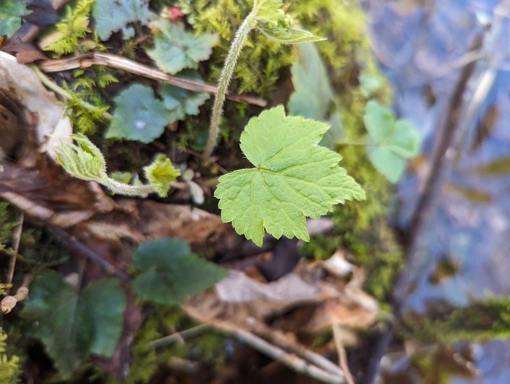 Leaf