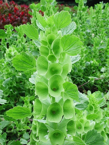 Molucella laevis