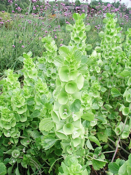 Molucella laevis