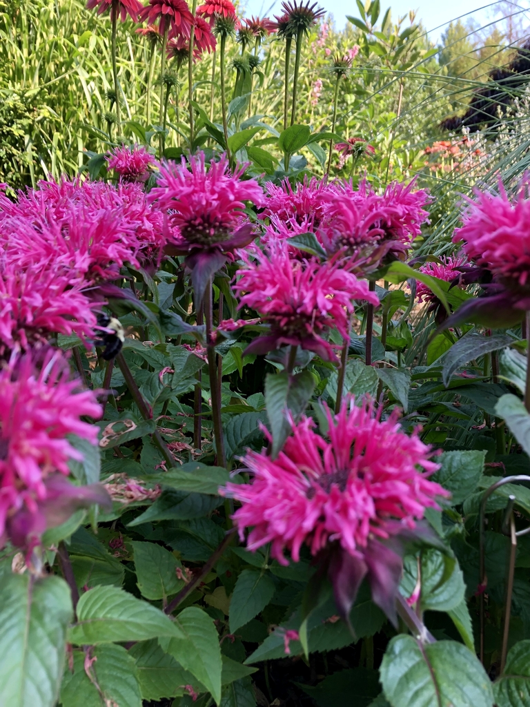 close-up of dense whorls of pink flowers.