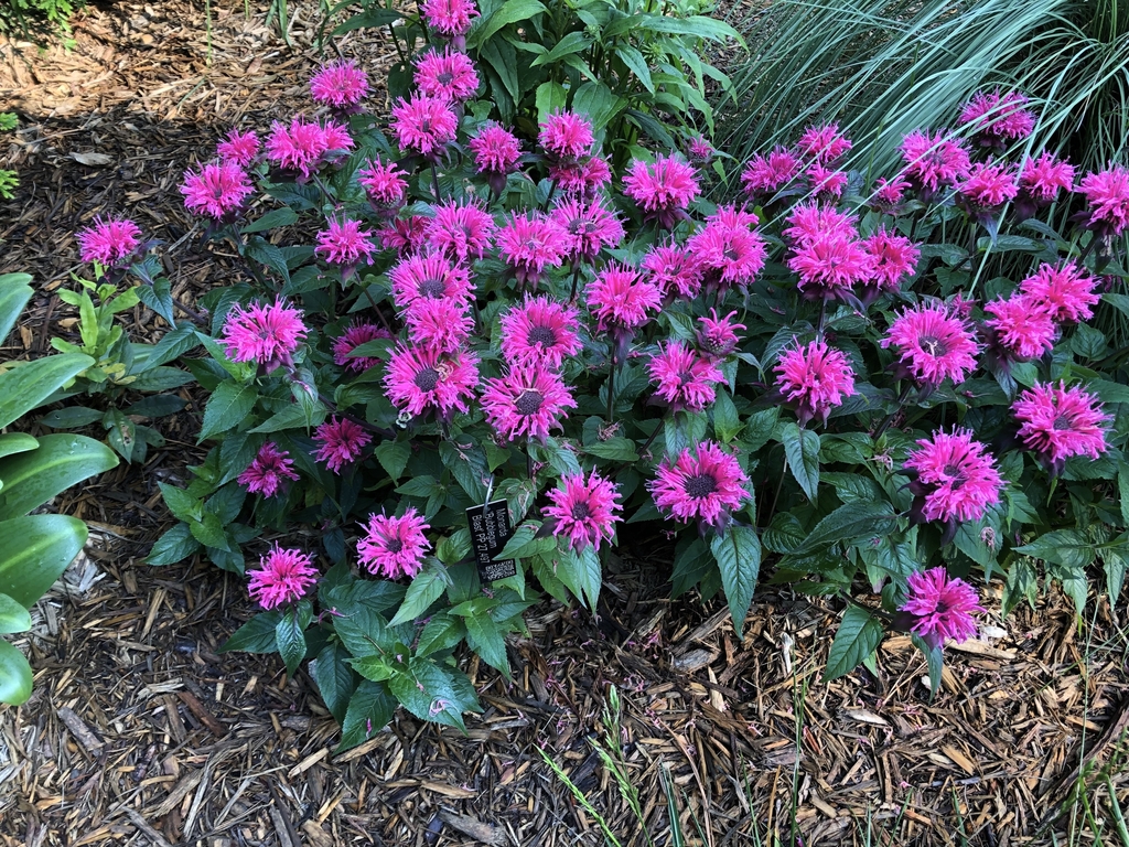 Low growing plant with dark leaves & dense whorls of flowers.