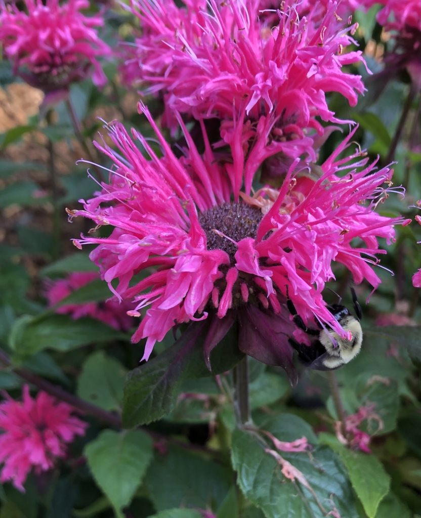 close-up of dense whorls of pink flowers.