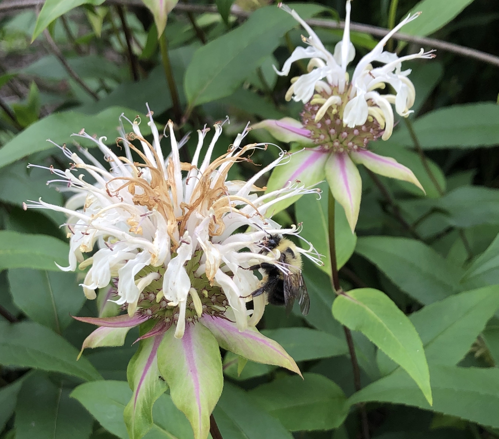 Clusters of white, 2-lipped flowers