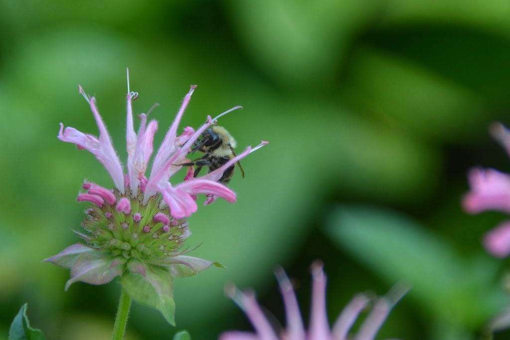 Close-up on honeybee on the flowers