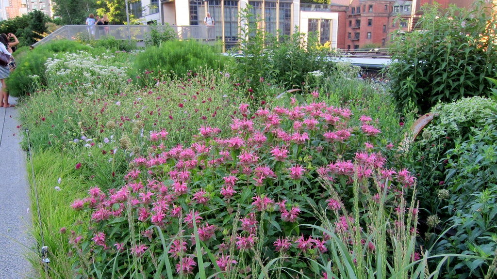 A clump of pink-flowered plants.