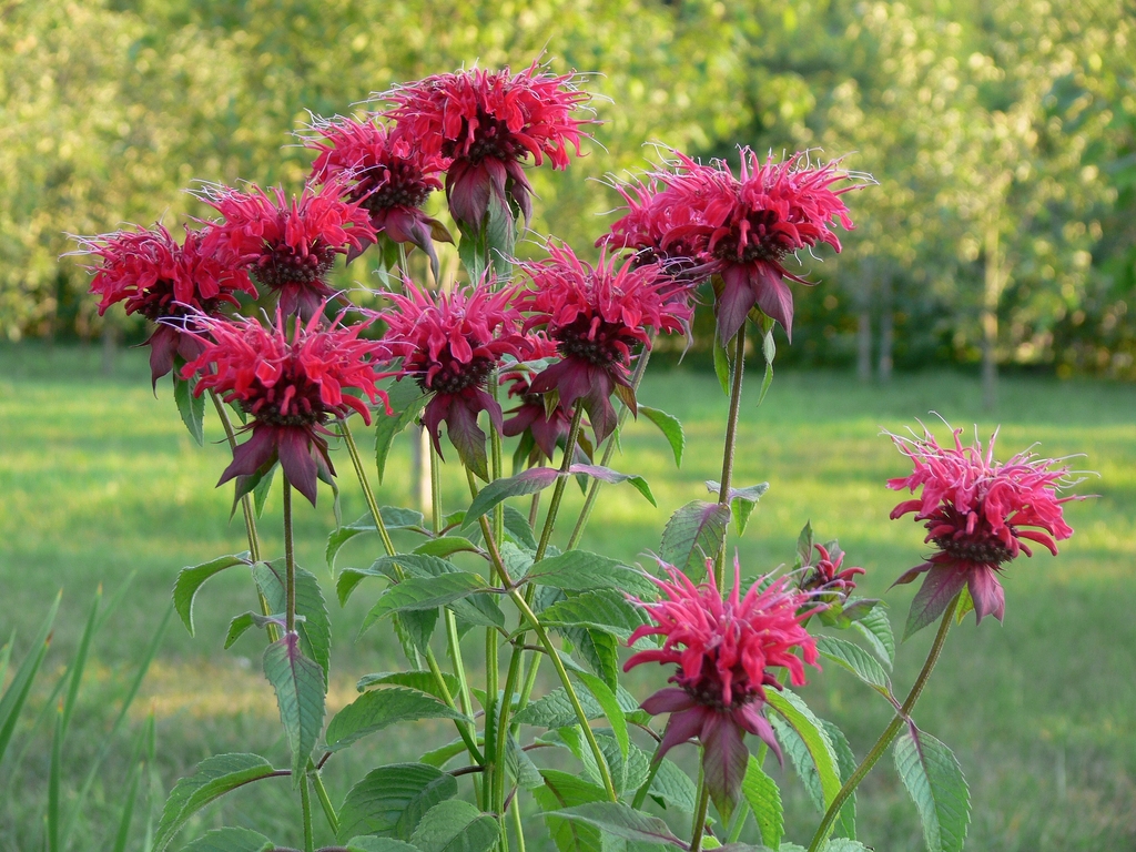 Red tubular flowers borne in terminal heads.