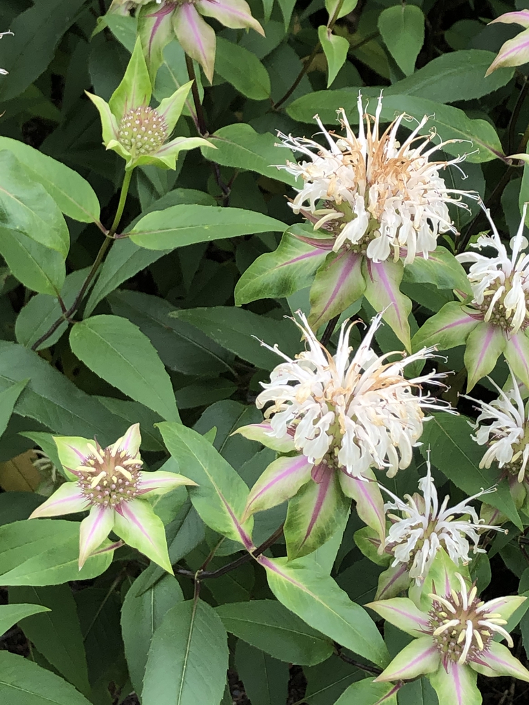 Clusters of white, 2-lipped flowers